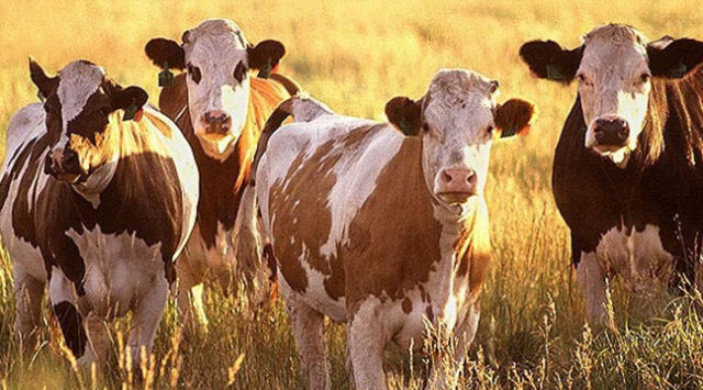 Kansas State University scientists are part of a multistate partnership receiving a $9.6 million, five-year grant to find ways for cattle producers to adapt to climate extremes in their grazing operations.