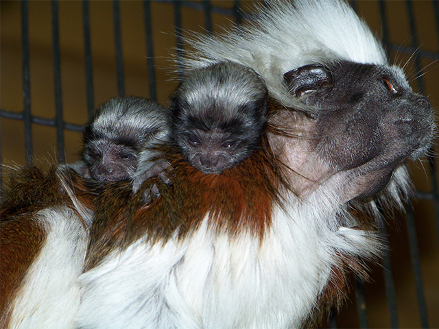 Zoo's Historic Newborn Tamarin Twins Cling to Mom, Doing What Healthy  Babies Do, At the Smithsonian