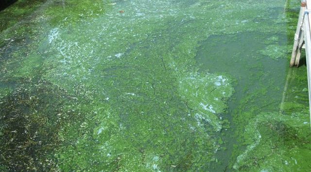 State officials have prohibited skiing, swimming and wading in three lakes because of concerns about high levels of toxic blue-green algae.