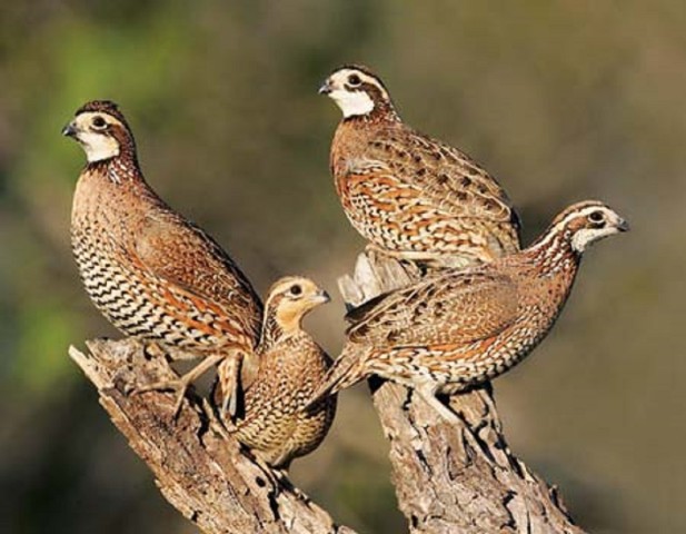 Quail, pheasant hunting the Army way at Fort Riley