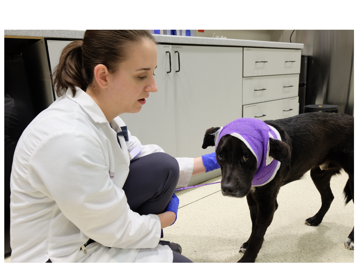 College of Veterinary Medicine Launches New Database For Listing Externship Opportunities