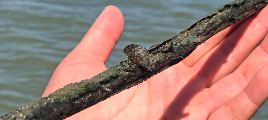 Zebra Mussels Found in Another Kansas Lake