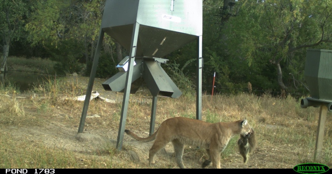 Mountain Lion Spotted On Trail Camera [ 566 x 1080 Pixel ]