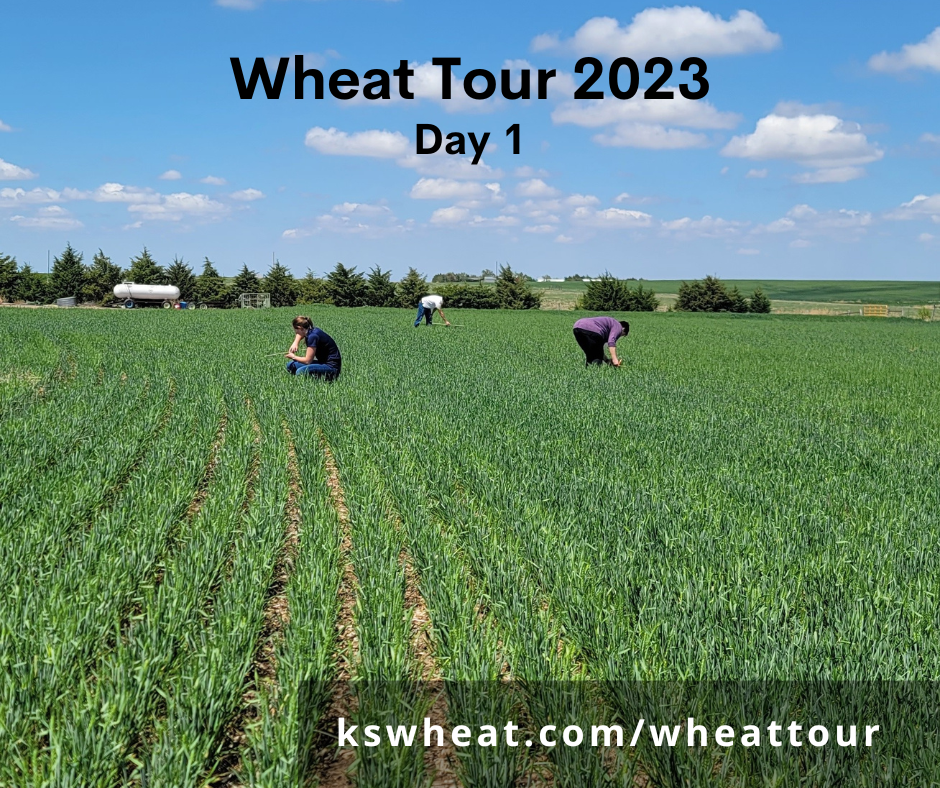 kansas wheat tour results 2023