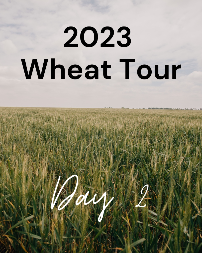 kansas wheat tour 2023 day 2