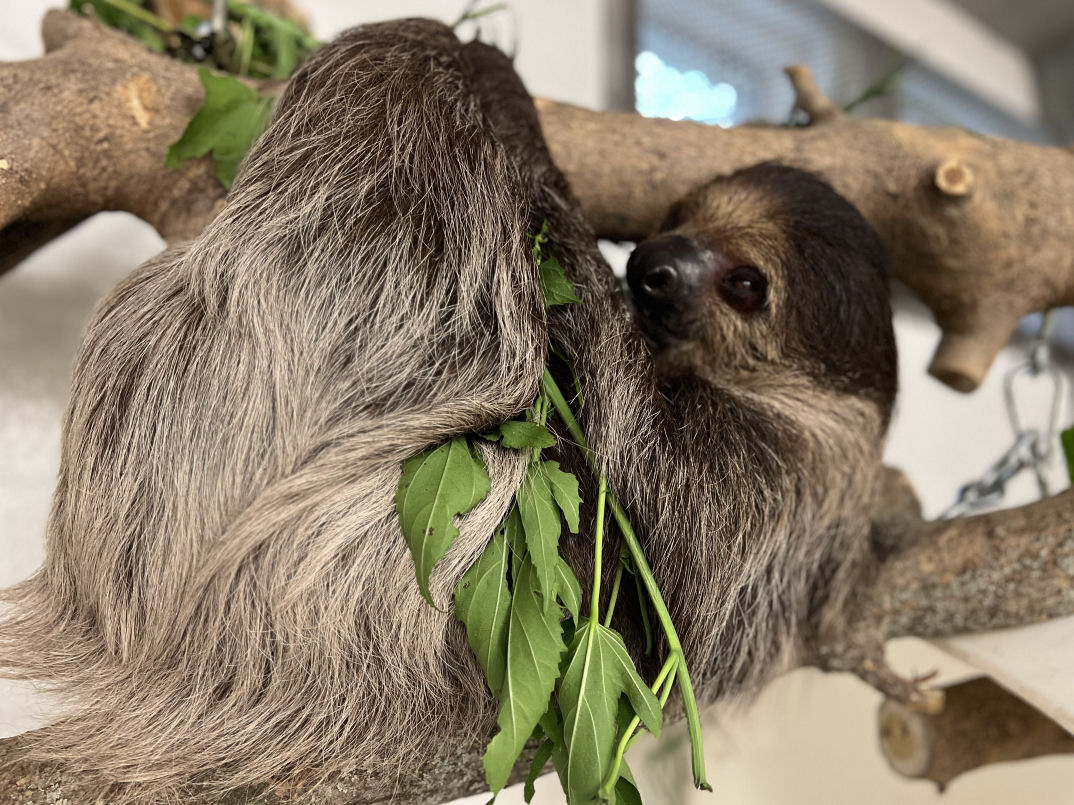 Zoo Welcomes First Sloth